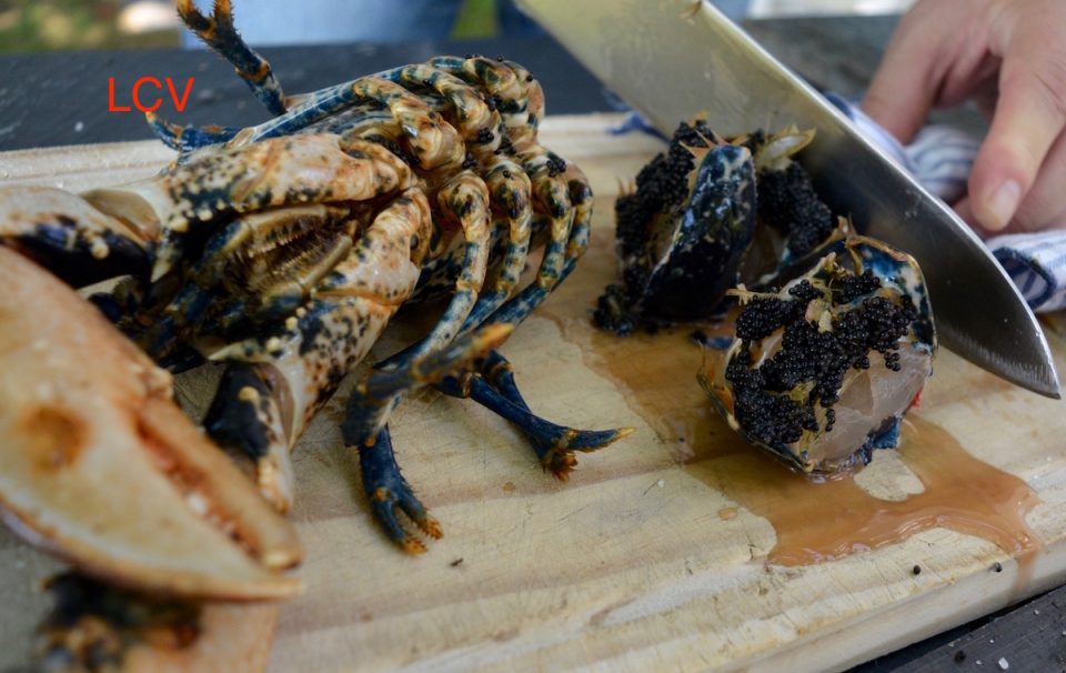 lubrigante-con-patatas-2