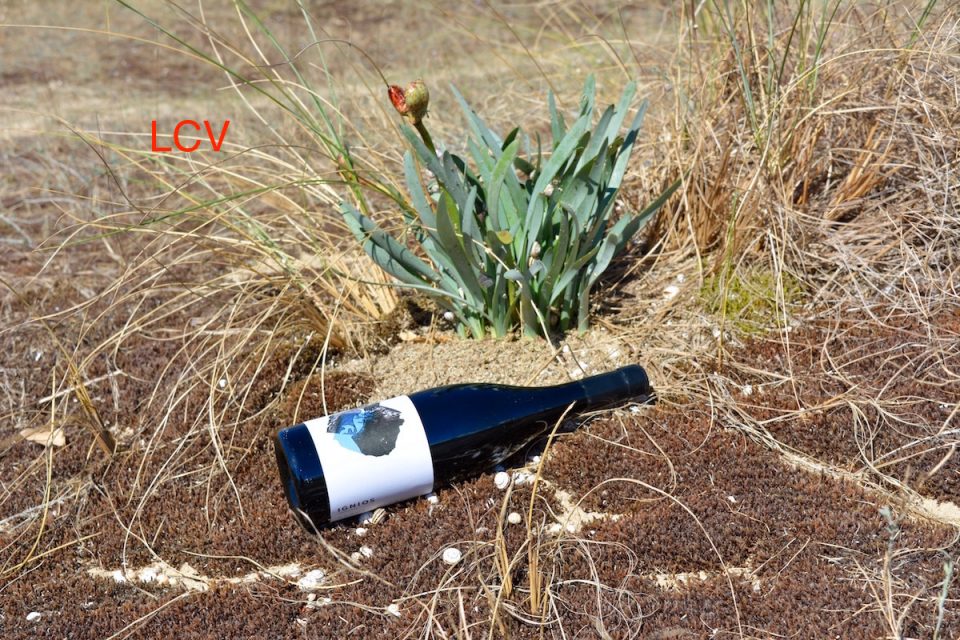 vino-ignios-6
