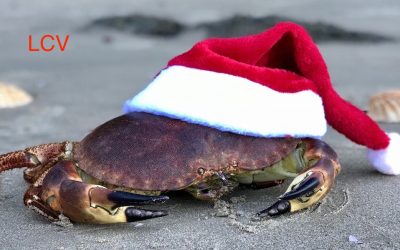 EL BUEY ESTÁ DE MODA