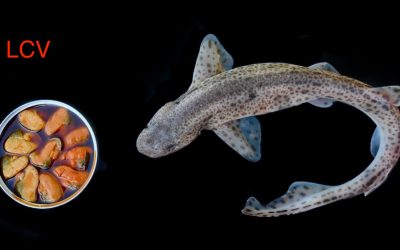 MELGACHO, PINTARROJA, PEZ GATO…