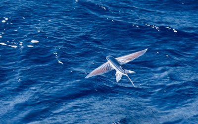 VIII ENCUENTRO DE LOS MARES. TENERIFE 2026